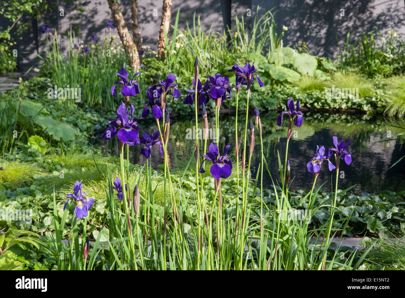 Chelsea RHS flower show 2014 - Garden - No Man's Land - ABF The Soldiers Charity to mark the centenary of World War One - Design Stock Photo