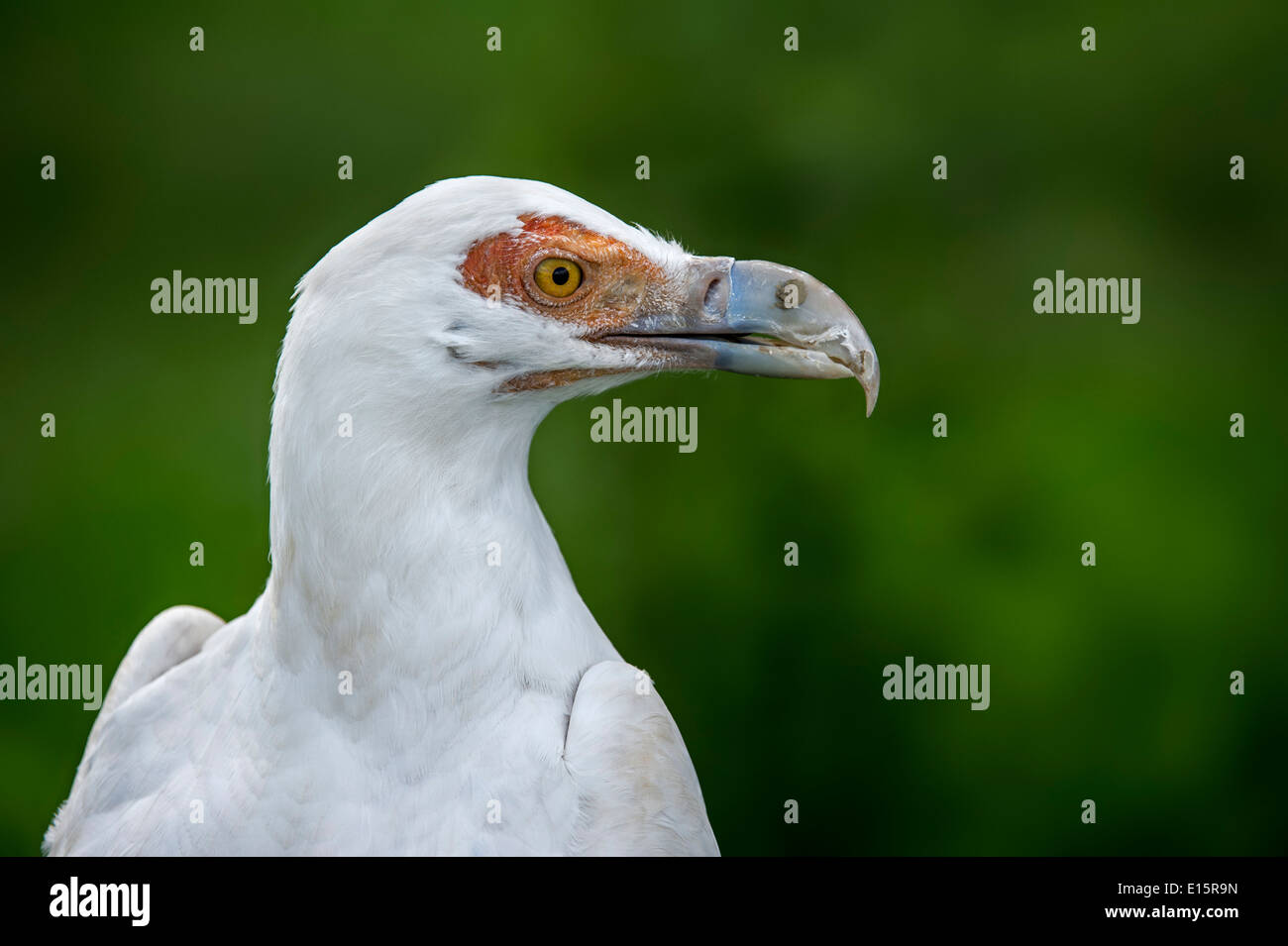 Palm-nut vulture / palm nut vulture (Gypohierax angolensis) native to sub-Saharan Africa, close up of head Stock Photo