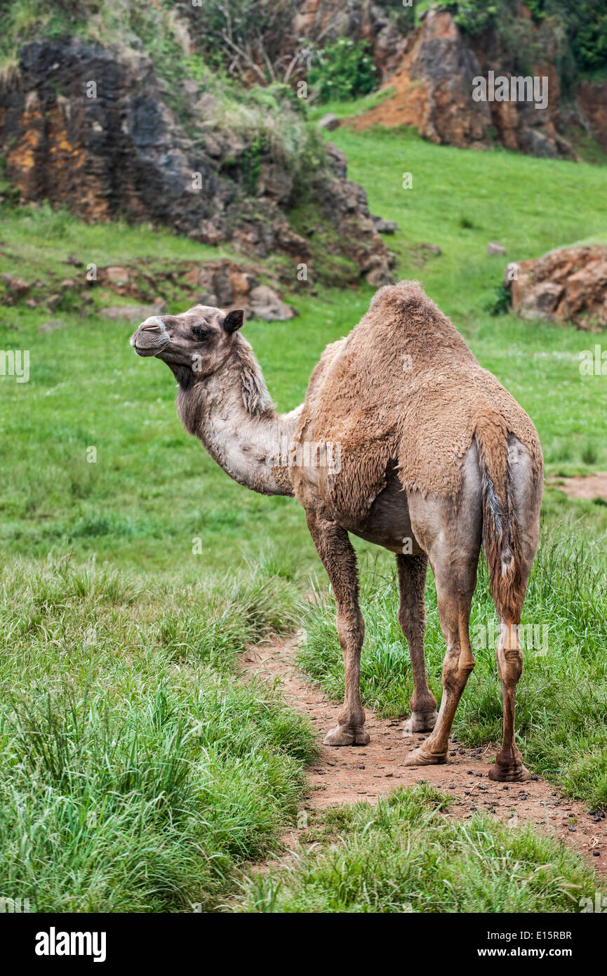 Camel Coat Stock Photos & Camel Coat Stock Images - Alamy