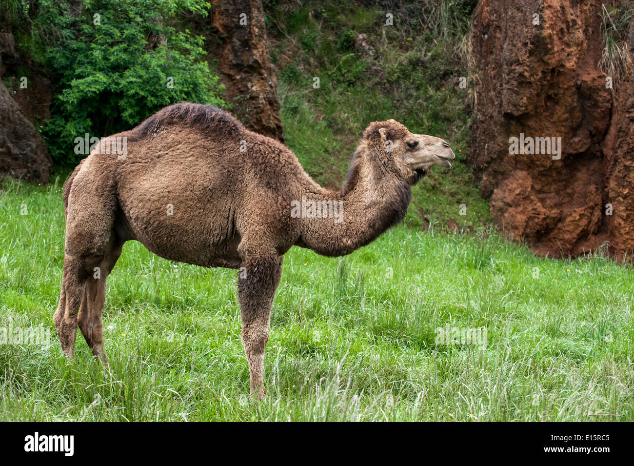 Dromedary / Arabian camel / Indian camel (Camelus dromedarius) in spring, Cabarceno Natural Park, Penagos, Cantabria, Spain Stock Photo
