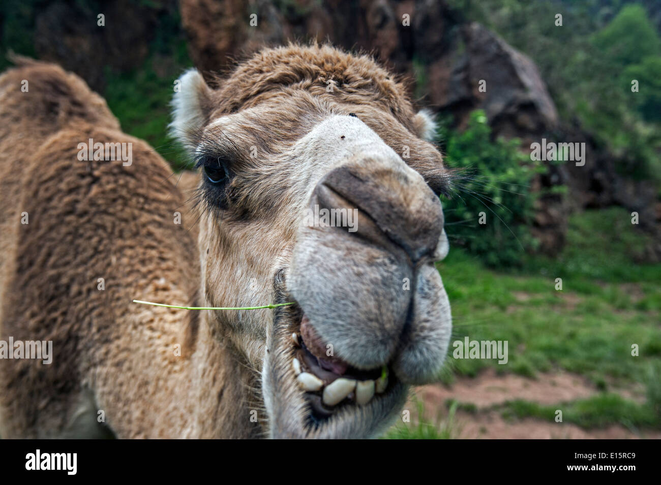 Dromedary / Arabian camel / Indian camel (Camelus dromedarius) close up of head chewing grass stalk Stock Photo