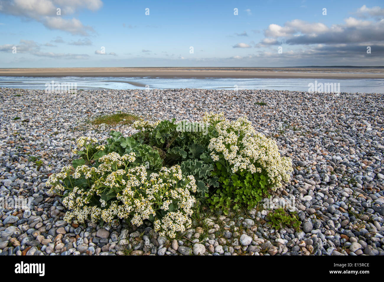 Sea kale / seakale / crambe (Crambe maritima) in flower on pebble beach along the North Sea coast Stock Photo