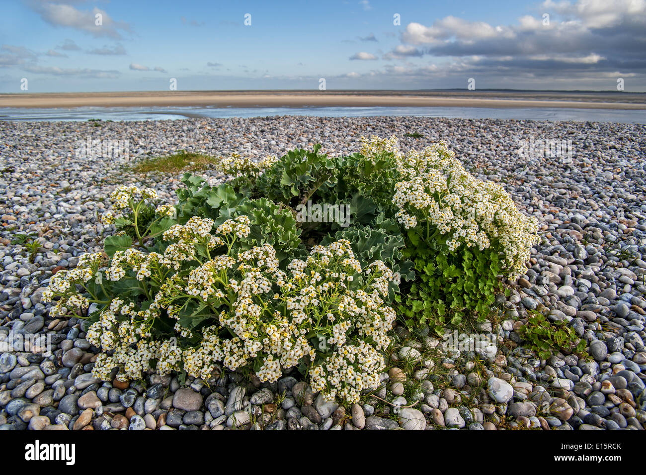 Sea kale / seakale / crambe (Crambe maritima) in flower on pebble beach along the North Sea coast Stock Photo