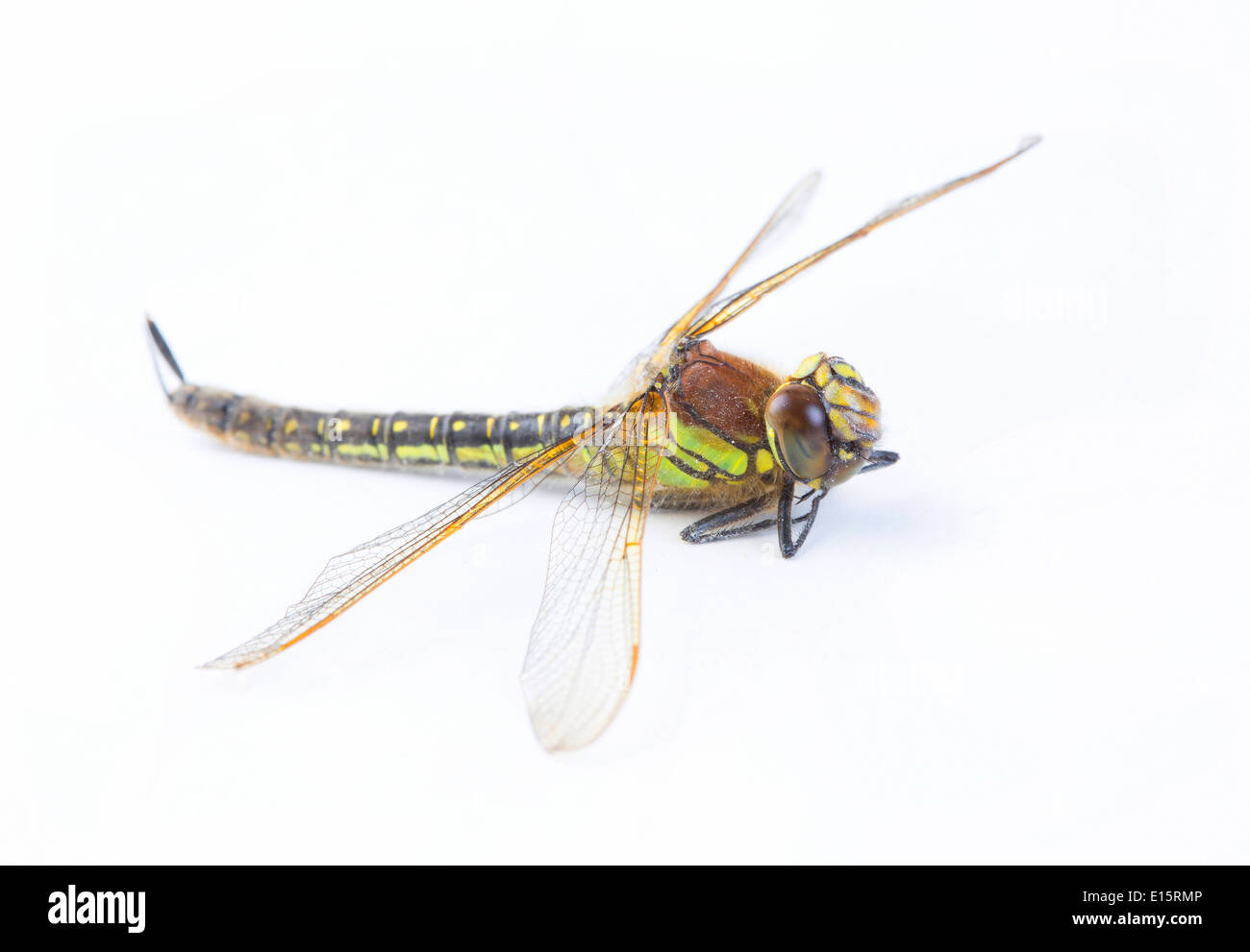 striped green, yellow and black dragonfly on white Stock Photo - Alamy