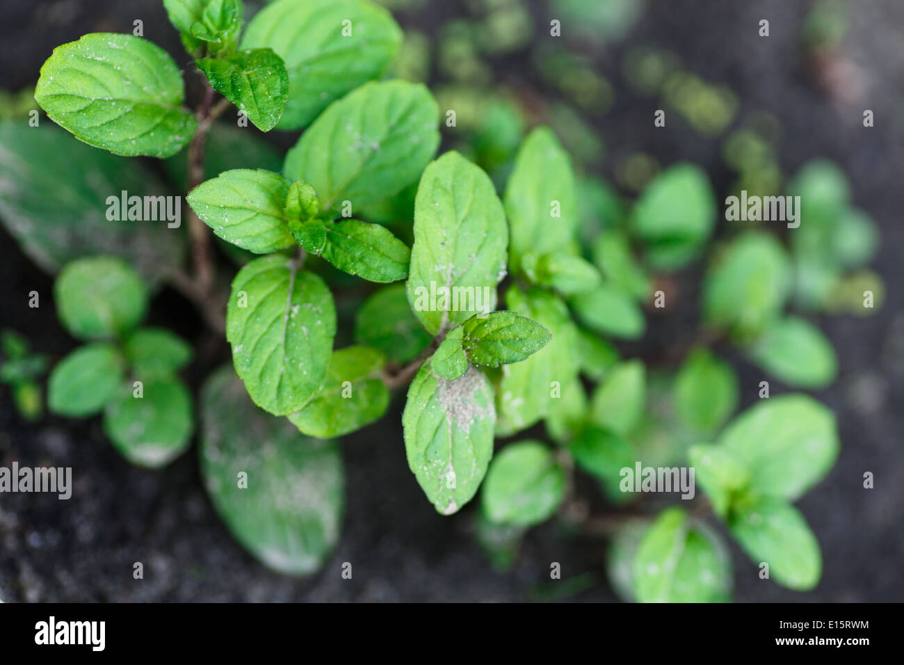 green fresh mint growing in garden soil Stock Photo Alamy