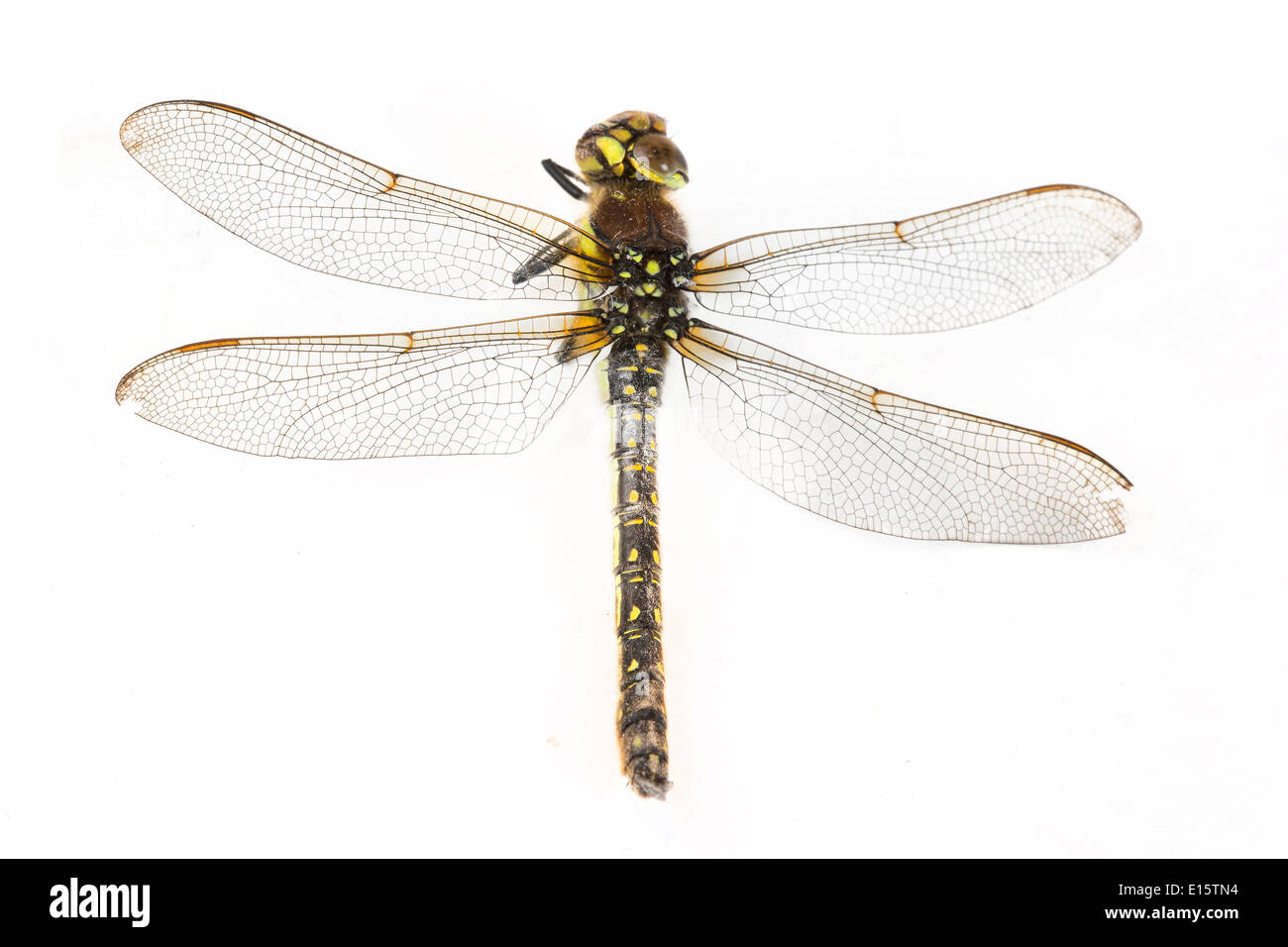 striped green, yellow and black dragonfly on white Stock Photo - Alamy