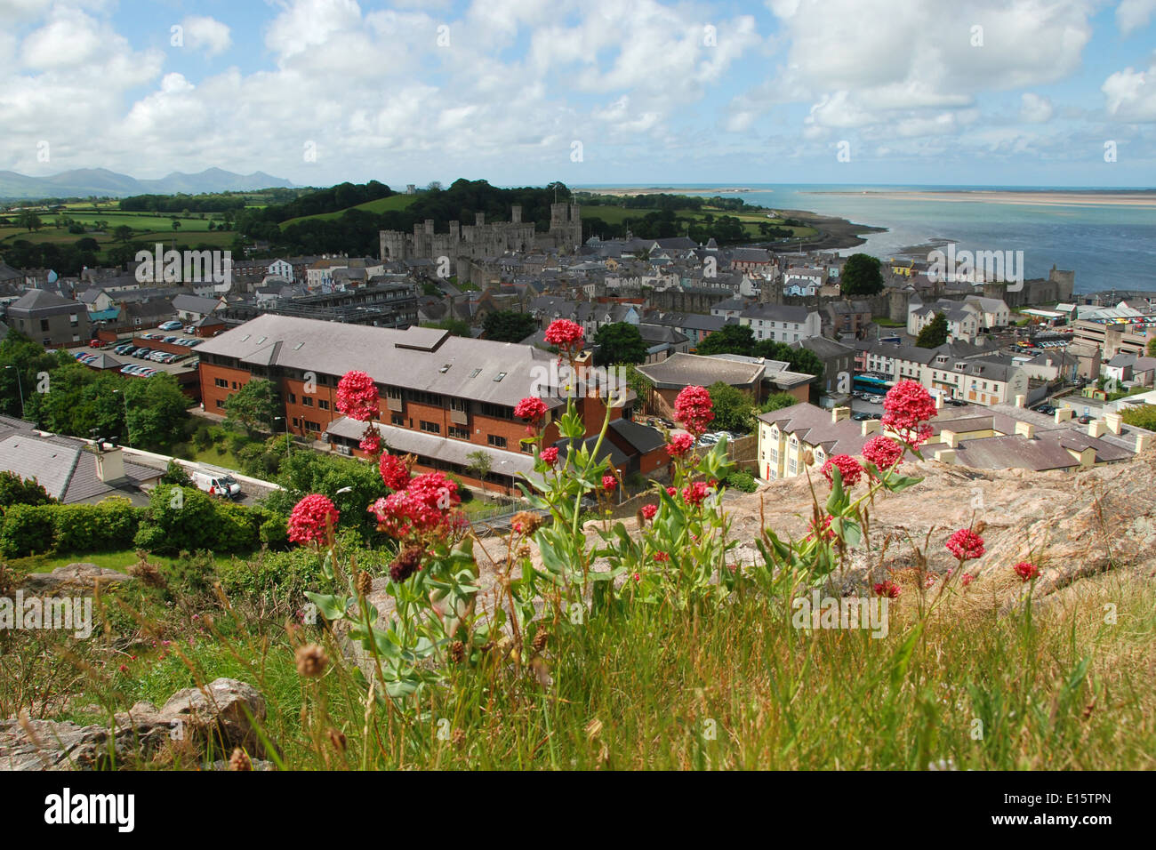 Wild flowers growing on Twthill, a possible site of a preRoman hill