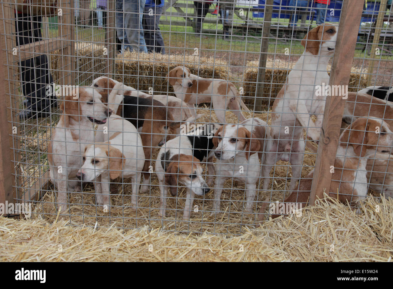 Pack of beagles foxhunting dogs in a pen at Devon County Show Exeter UK Stock Photo