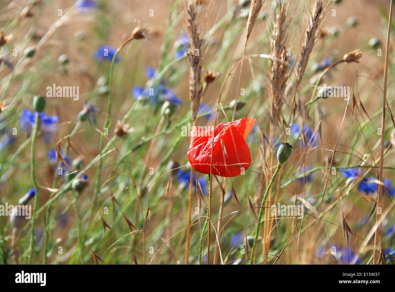 A poppy growing amongst wild cornflowers in a field of rye Stock Photo