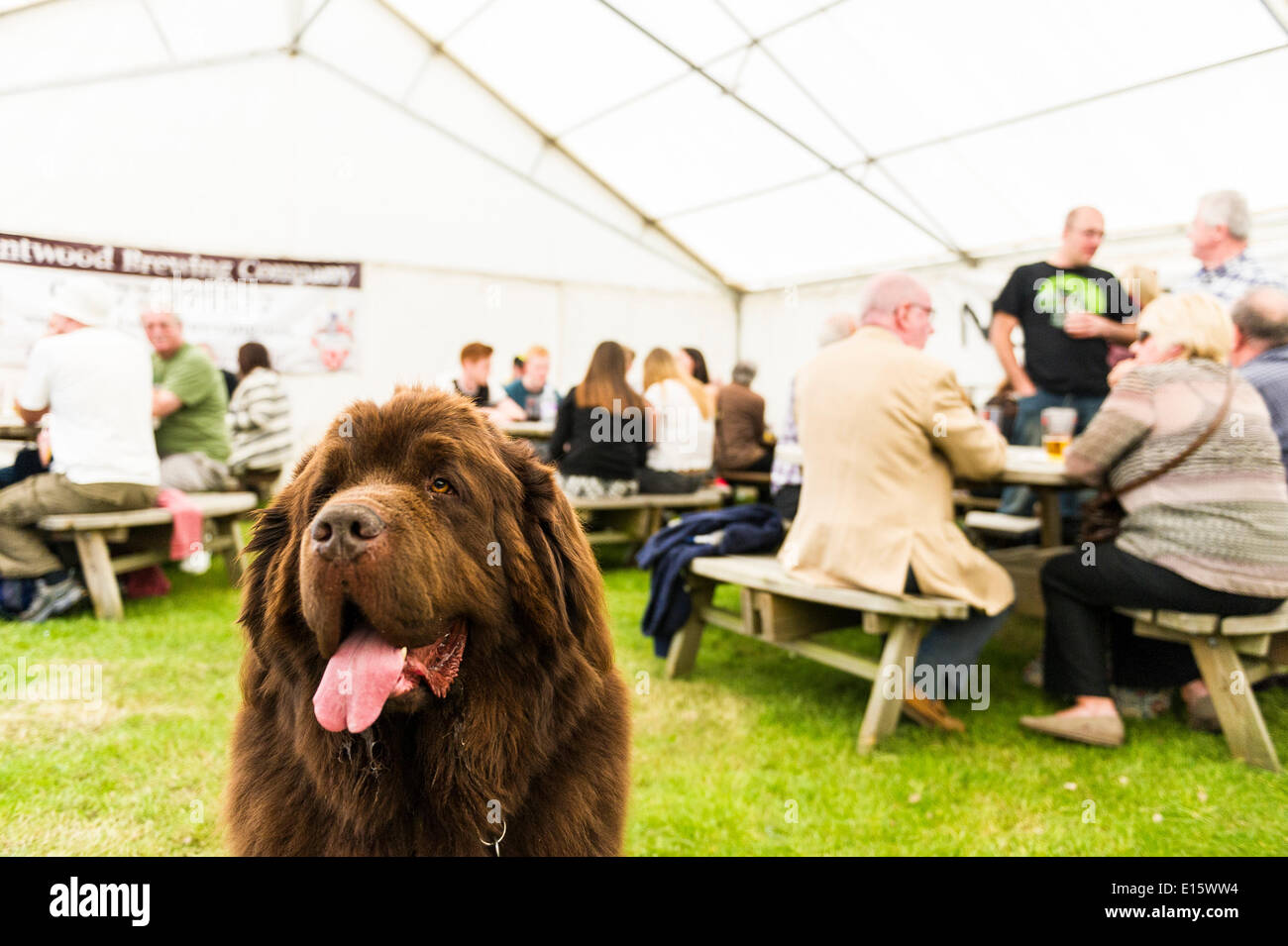 Stock, Essex. 23rd May, 2014.  Huggy, a Newfoundland dog is a popular regular at THE HOOP BEER FESTIVAL, Essex's most famous pub beer festival.  Over the past twenty years, the Hoop beer festival in Stock Village has become an annual event, drawing serious beer supping folk from as far away as Norway and Australia.  Photographer: Gordon Scammell/Alamy Live News Stock Photo