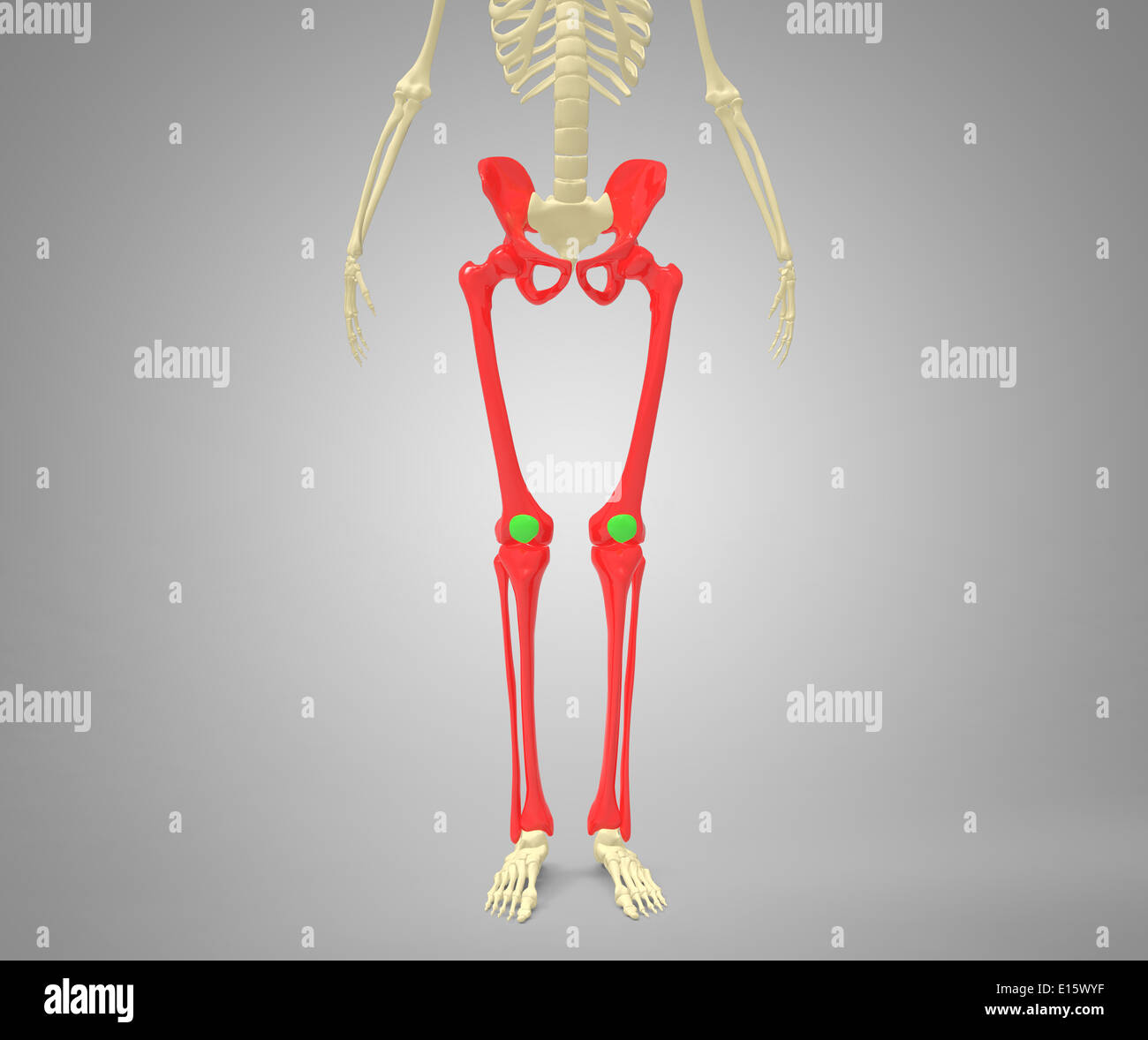 knee joint skeleton Stock Photo