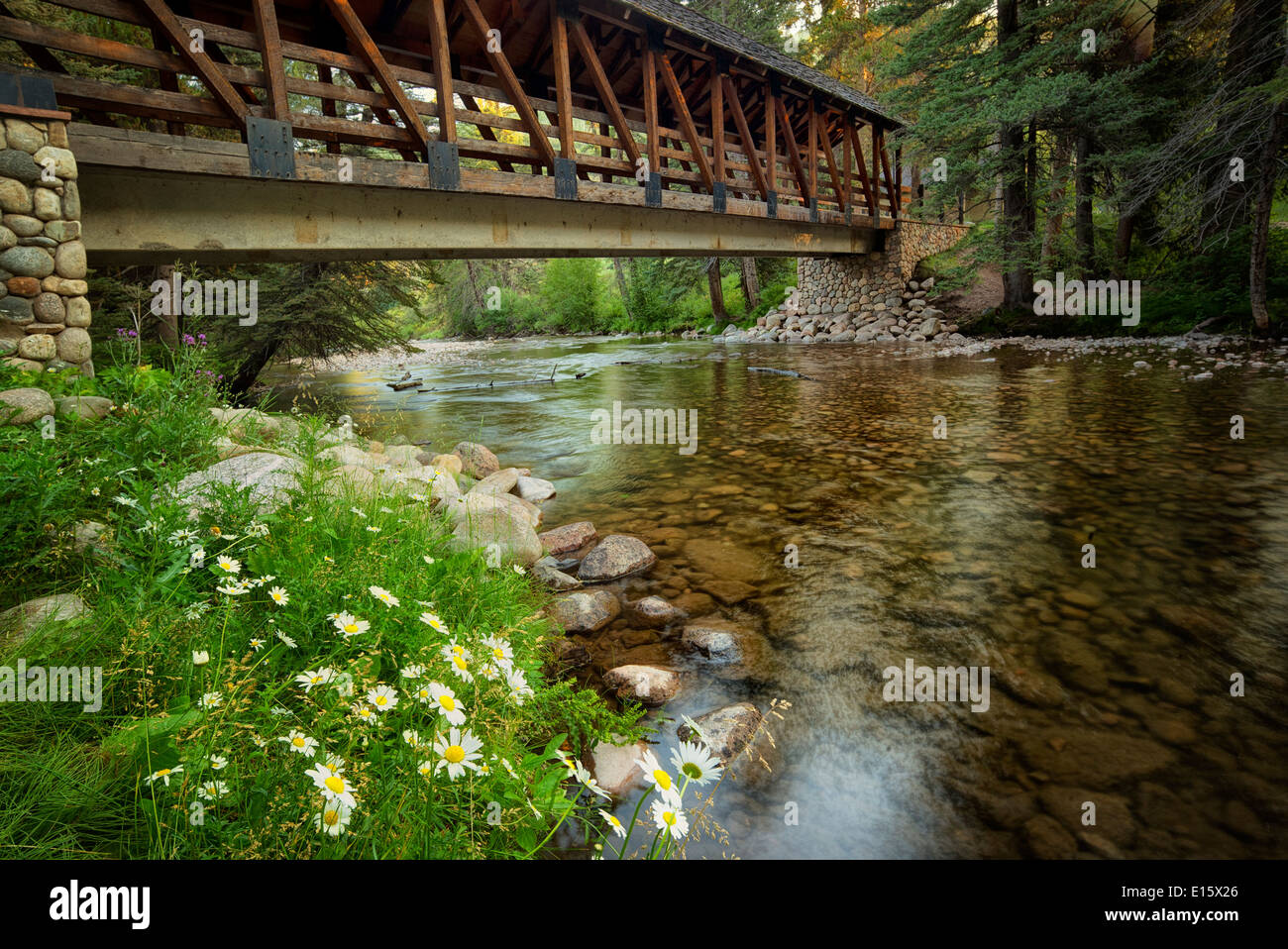 Covered footbridge and daisy flowers with Gore Creek. Gerald ford Park. Vail, Colorado Stock Photo