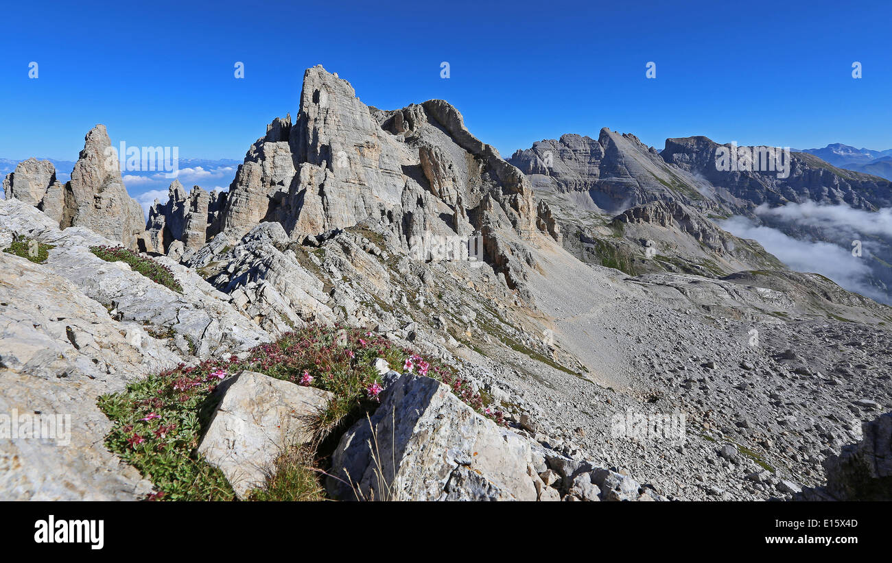 The Latemar mountain massif. Cima Valsorda peak. Potentilla nitida flowers. The Dolomites. Trentino. Italian Alps. Stock Photo
