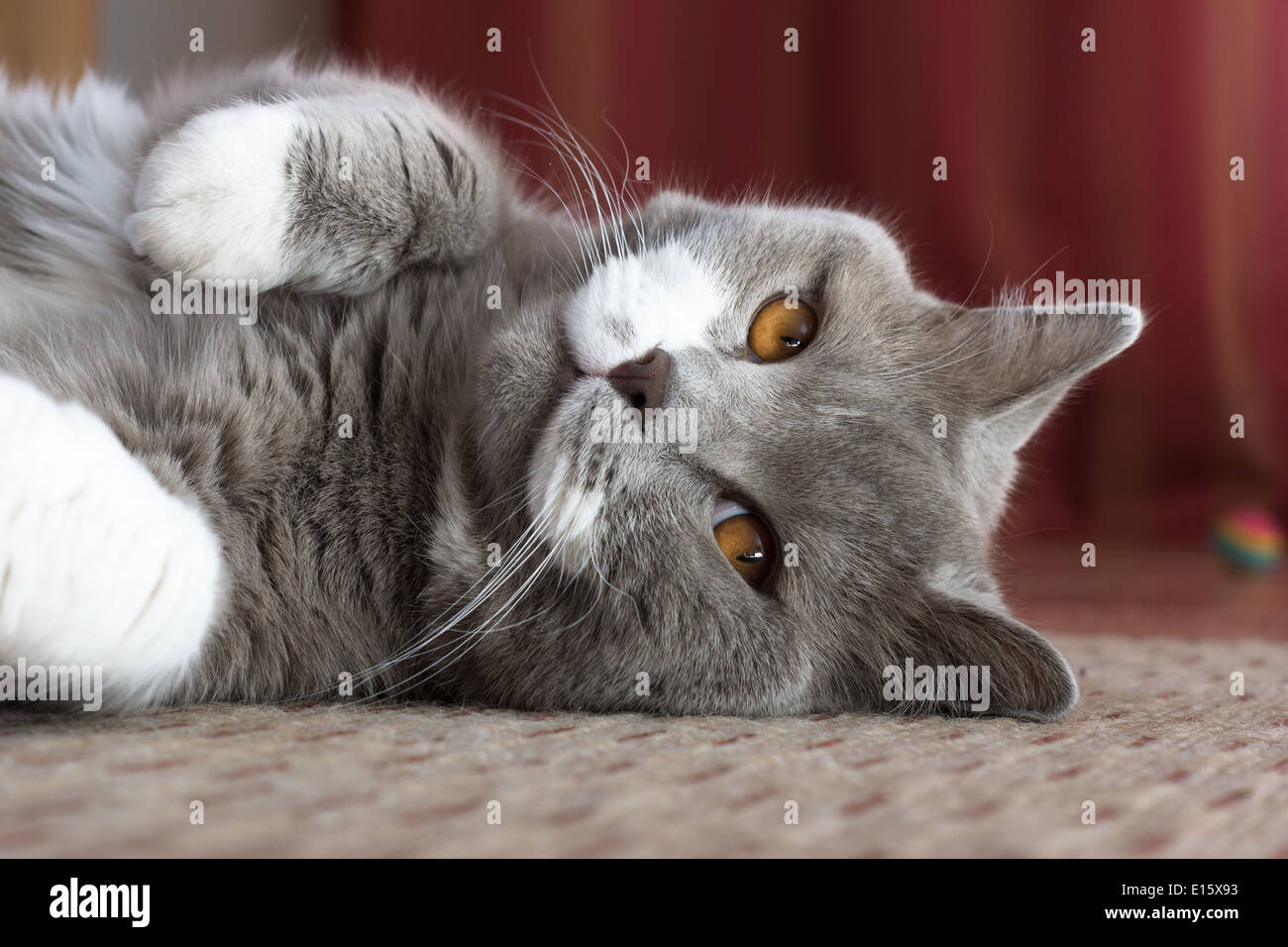 little Beauty - British Shorthair Cat playing Stock Photo