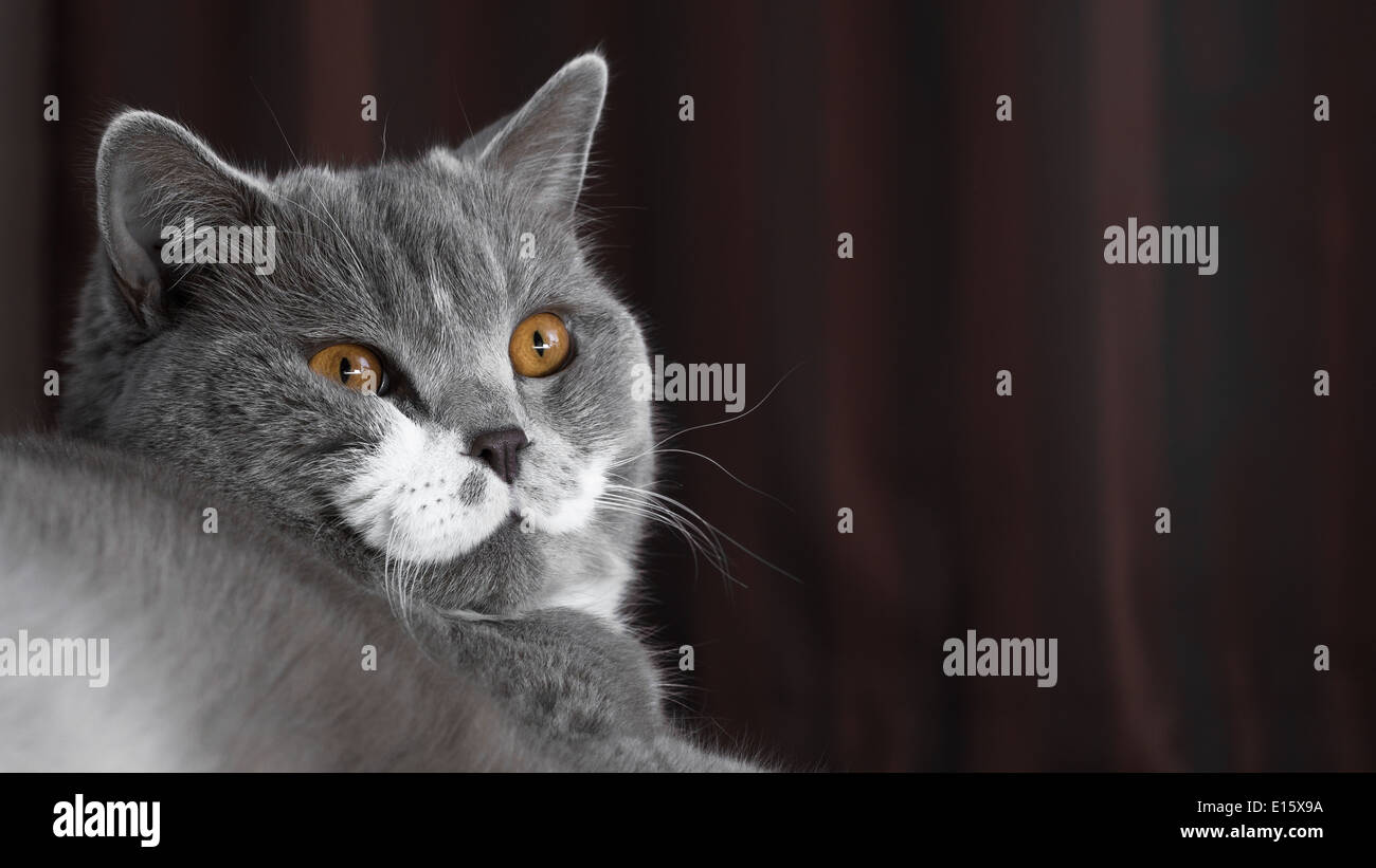 little Beauty - British Shorthair Cat Stock Photo
