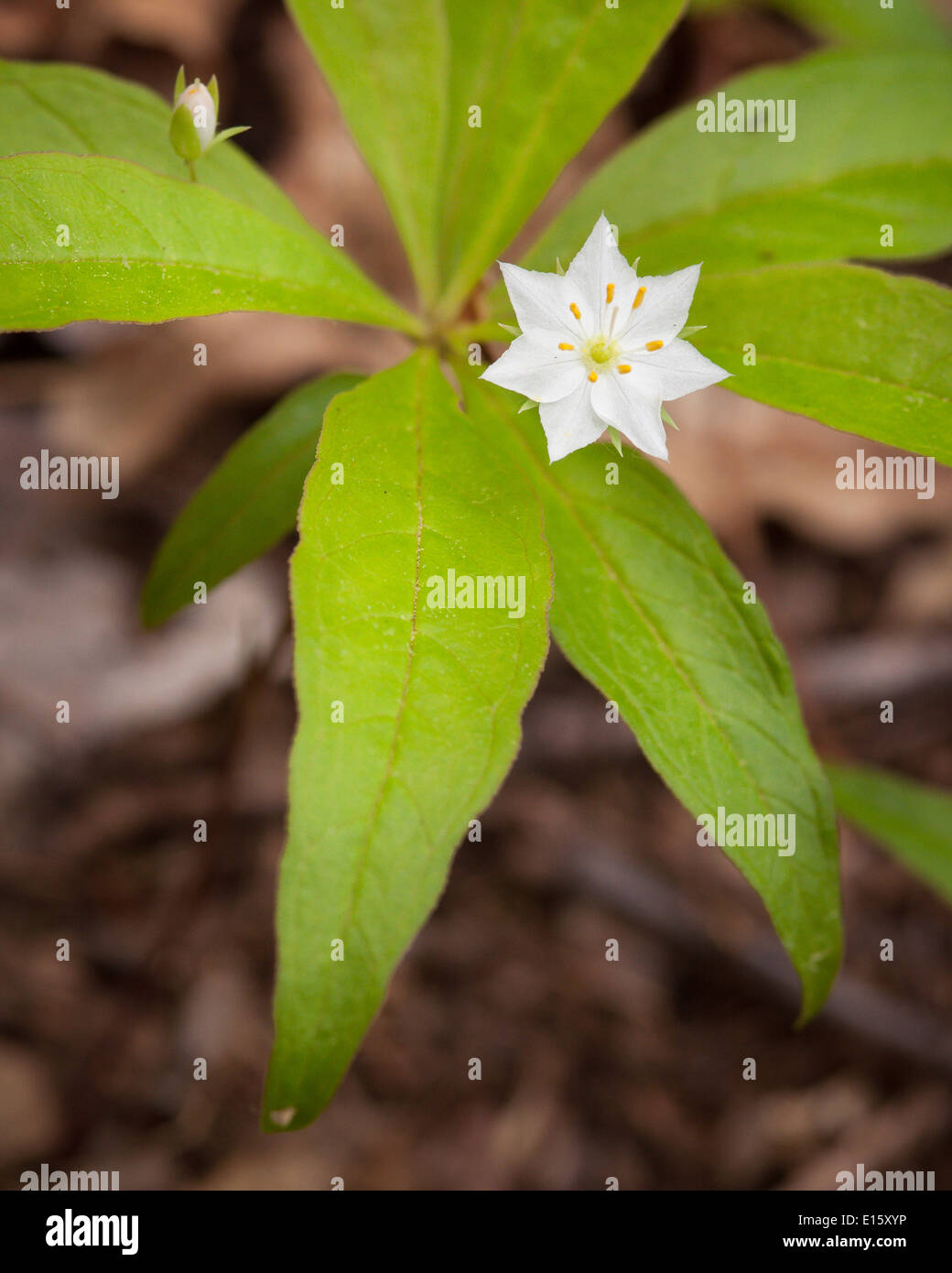 Blooming starflower (Trientalis borealis) showing leaves and flower. Stock Photo