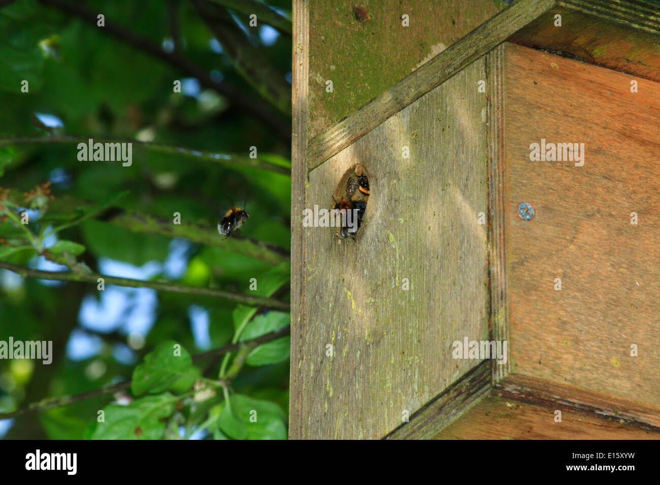 The tree bee. Invasive nonnative species. INNS. Tree bumblebee. (Bombus hypnorum) occupying a