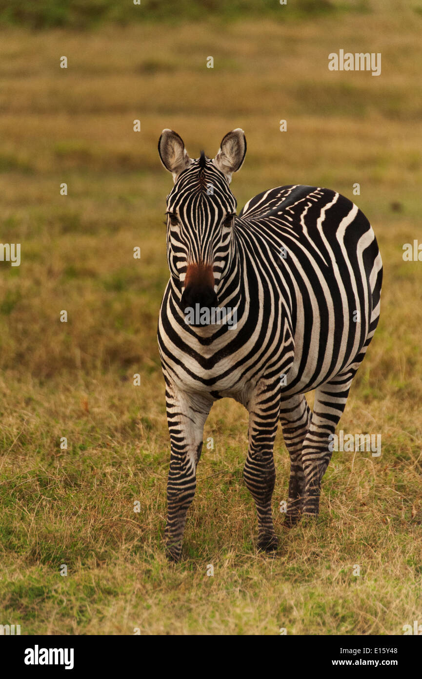 Alert Zebra in Amboselli National Park, Kenya, Africa Stock Photo - Alamy