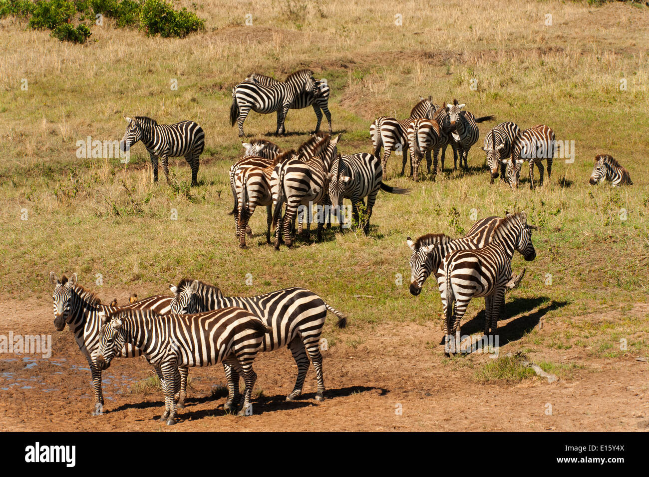 Zebra herd in Masai Mara National Park, Kenya Stock Photo - Alamy