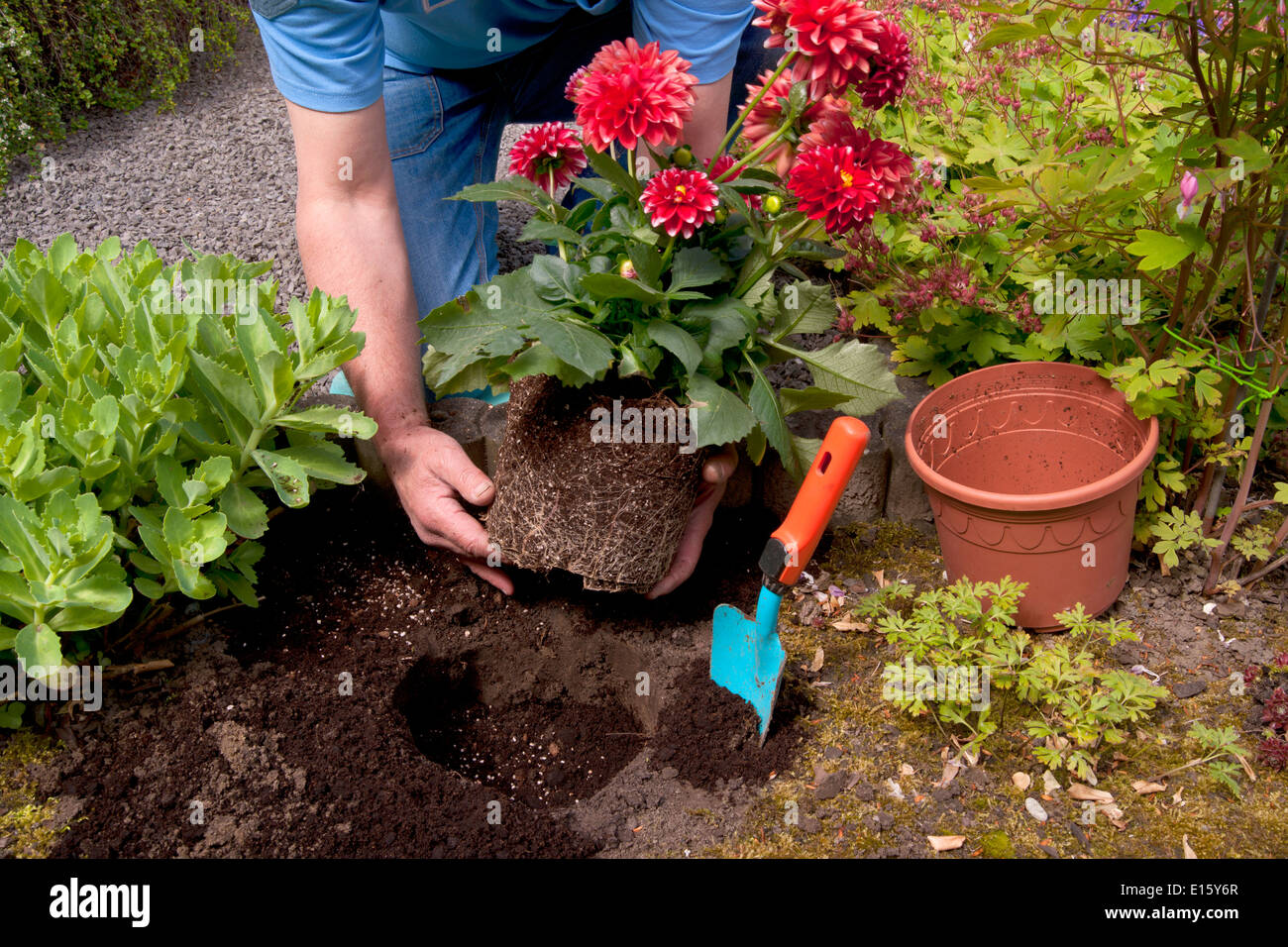 guy busy with planting a begonia in his garden Stock Photo