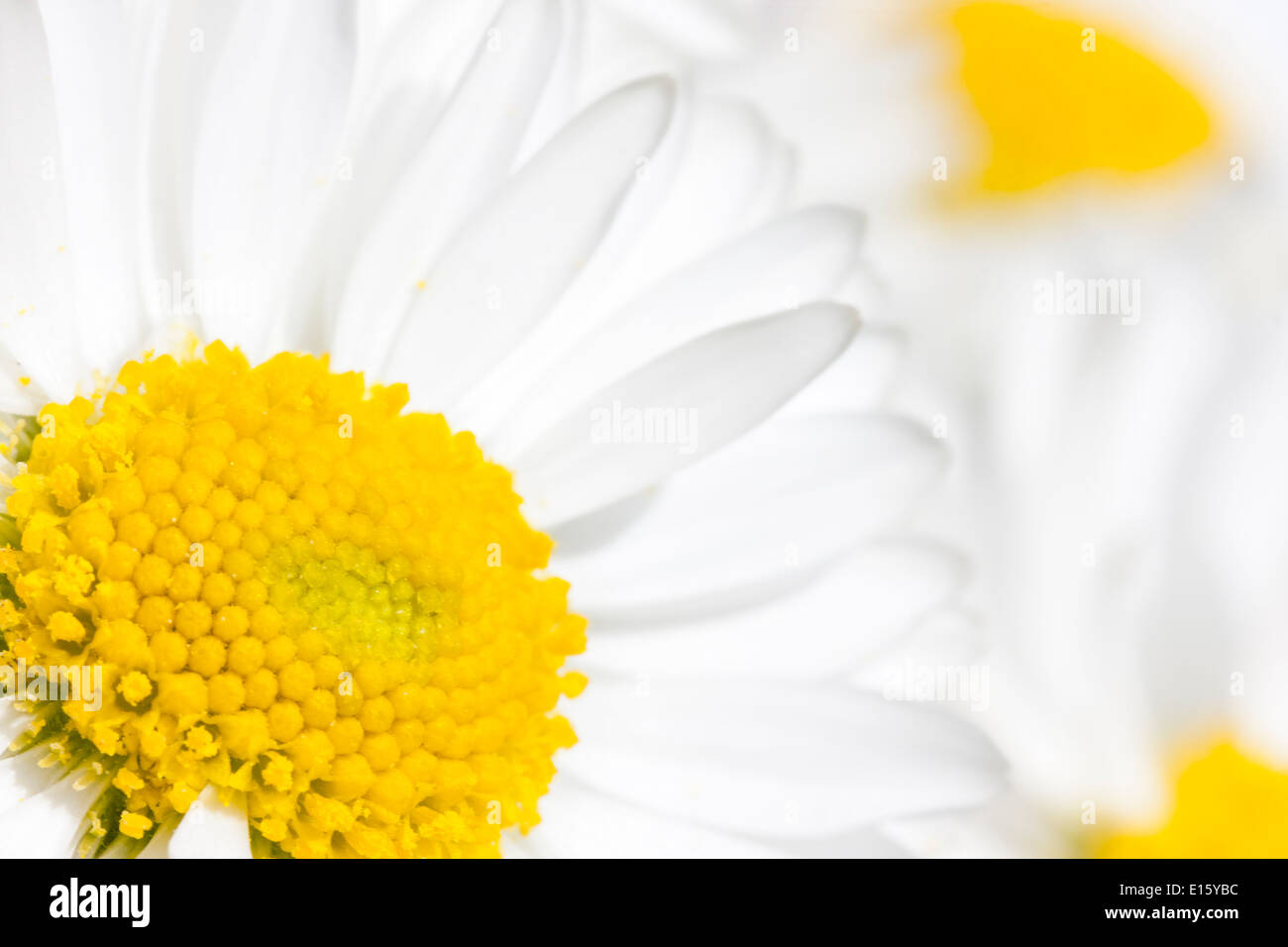 Close up of a white daisy flower blossom with yellow uterus Stock Photo