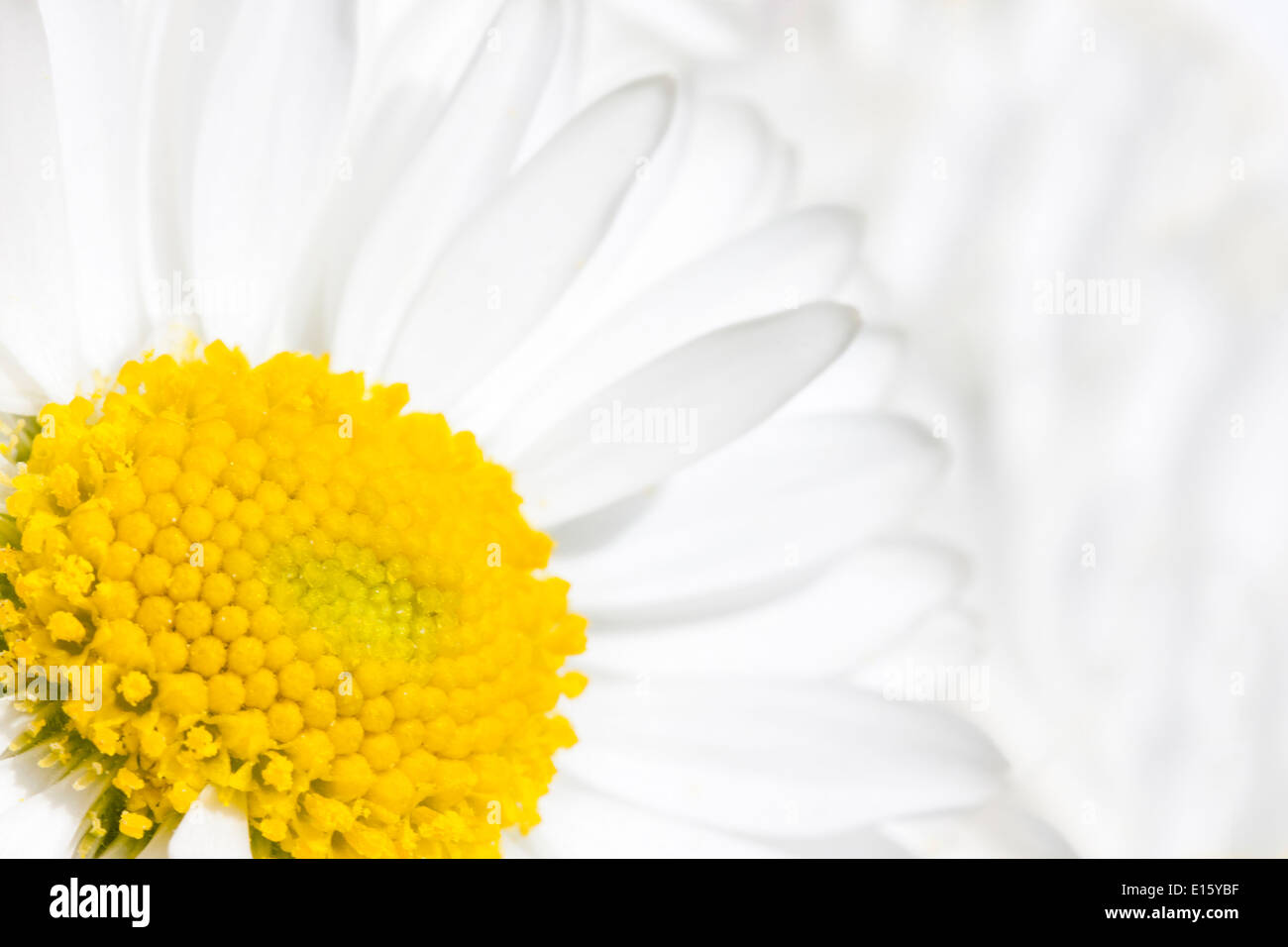 Close up of a white daisy flower blossom with yellow uterus Stock Photo