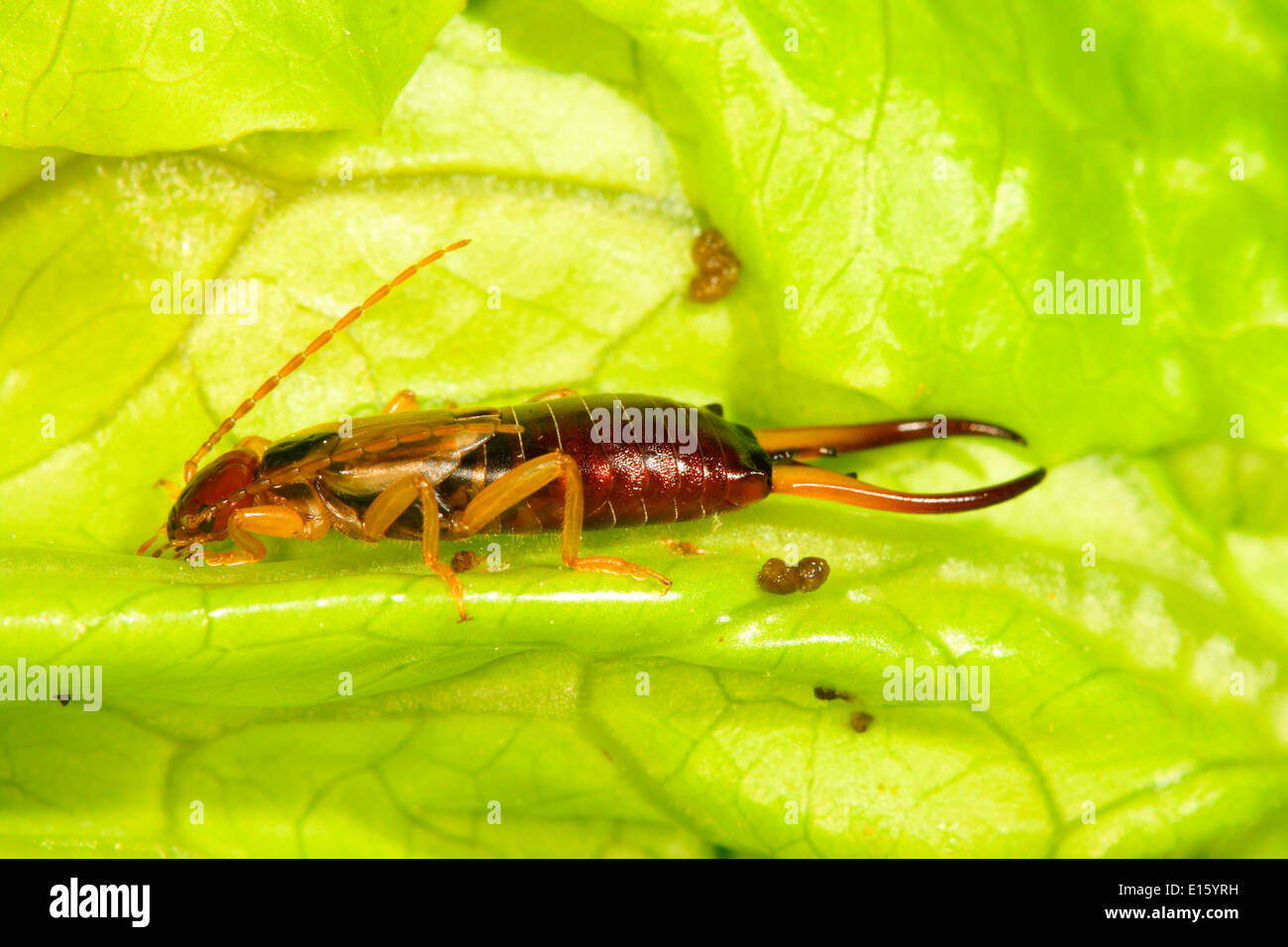 Common earwig european earwig forficula hi-res stock photography and ...