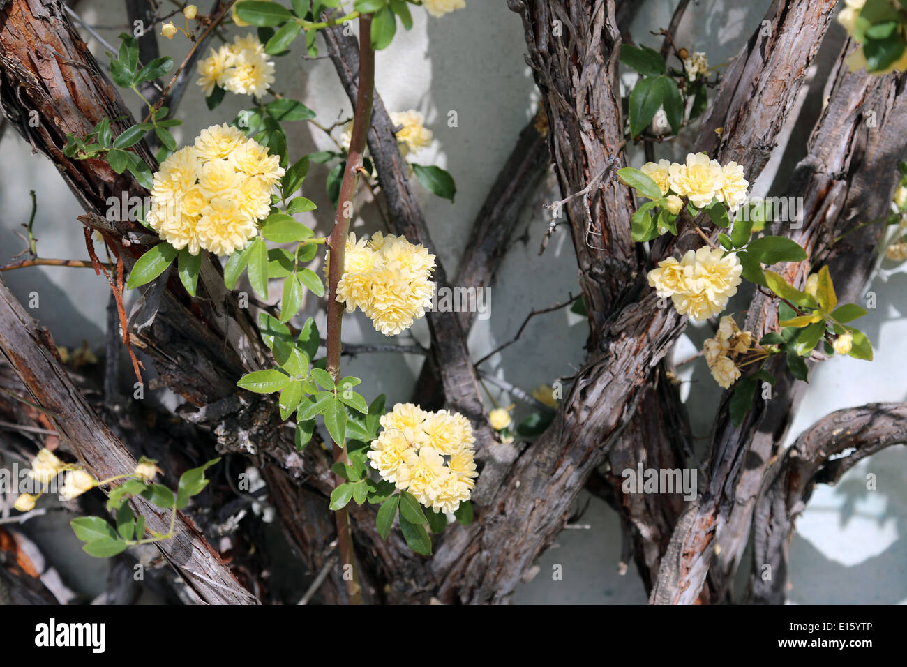 Climbing rose white hi-res stock photography and images - Alamy