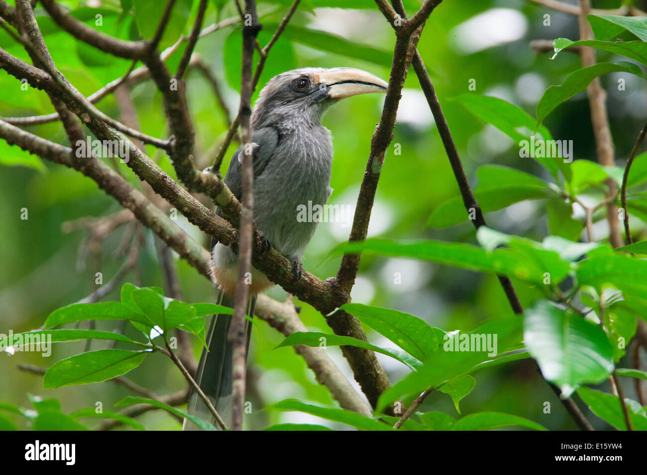Malabar grey hornbill (Ocyceros griseus)  is a hornbill endemic to the Western Ghats and associated hills of southern India. Stock Photo