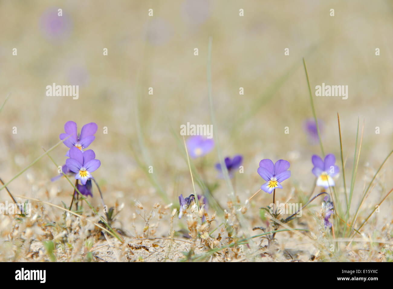Purple dune pansy (viola curtisii) flowers in the sand. Stock Photo