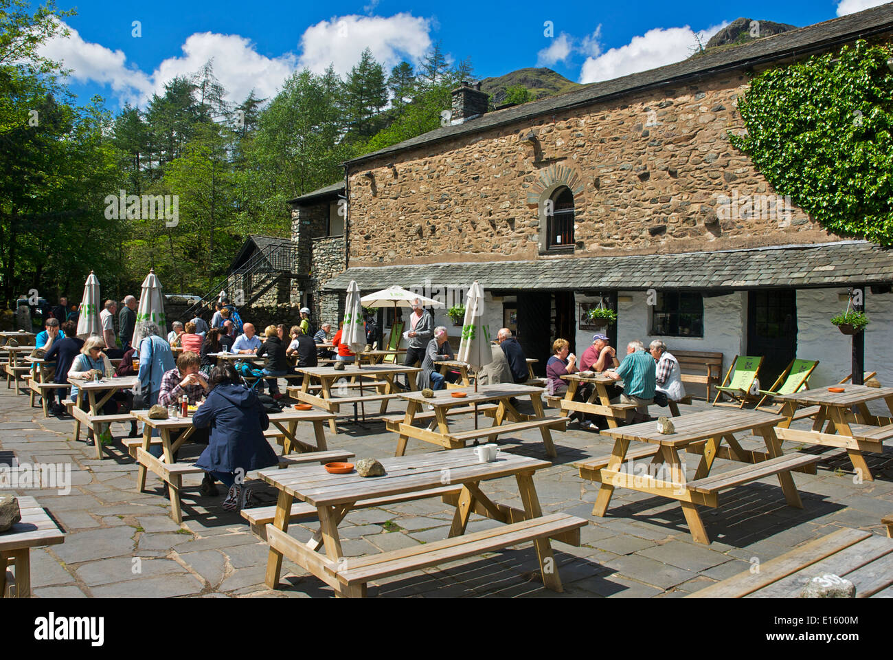 Drinking outside the Sticklebarn, a pub owned by the National Trust, Dungeon Ghyll, Great Langdale, Lake District, Cumbria UK Stock Photo