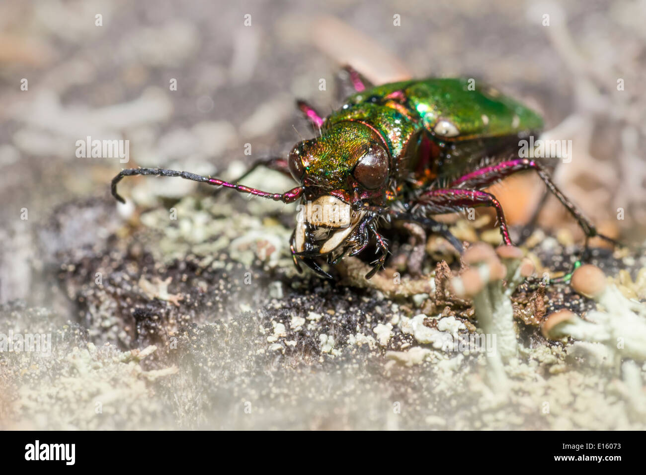 The Green Tiger Beetle (Cicindela campestris) Stock Photo