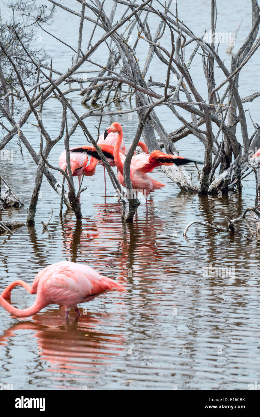 Flamingos have arrived to the island of Isabella, Galapagos Archipelago, Ecuador Stock Photo