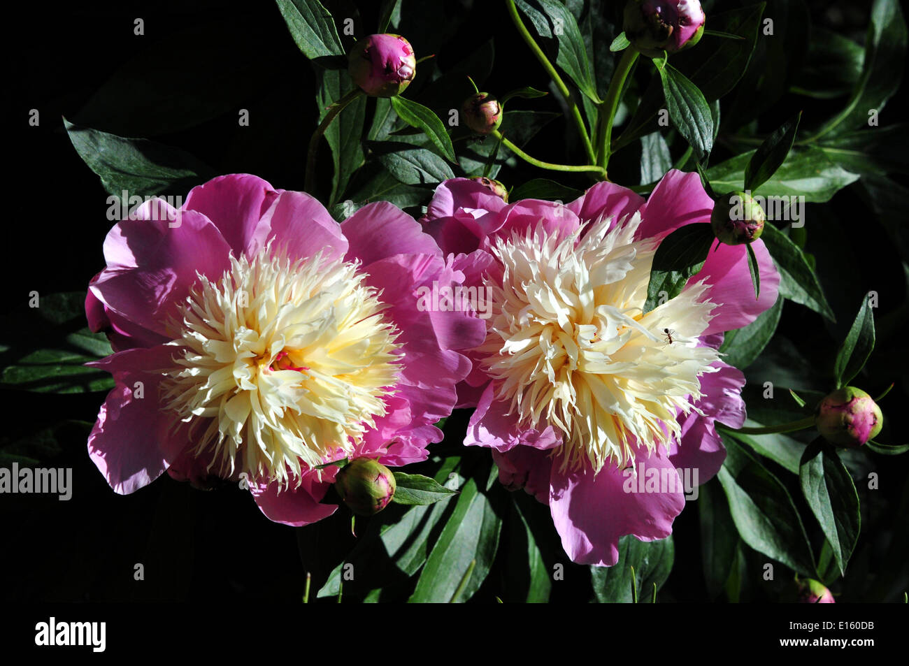 Pink and yellowish Peonies in a park. Stock Photo