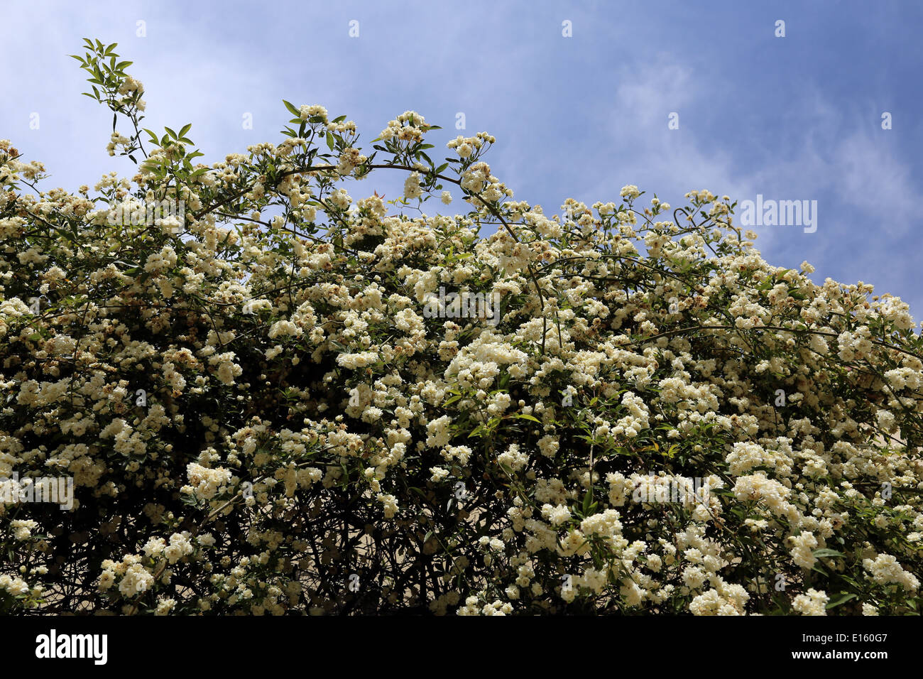 Climbing rose flower hi-res stock photography and images - Alamy