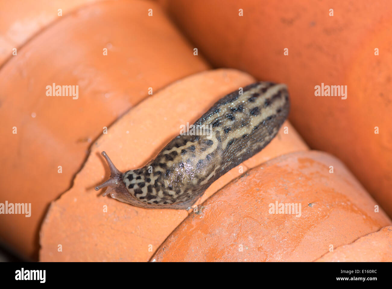 Leopard Slug, Great Grey Slug,  (Limax maximus) Stock Photo