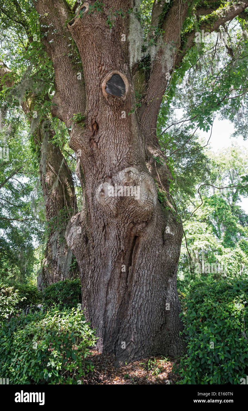 Live Oak tree trunk in North Florida. Stock Photo