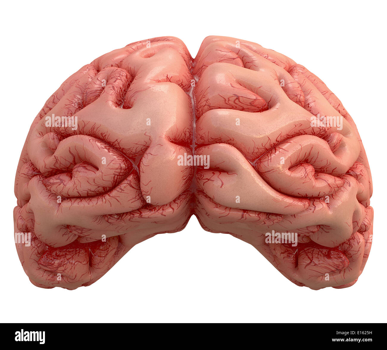 Human brain on white background with clipping path included. Stock Photo