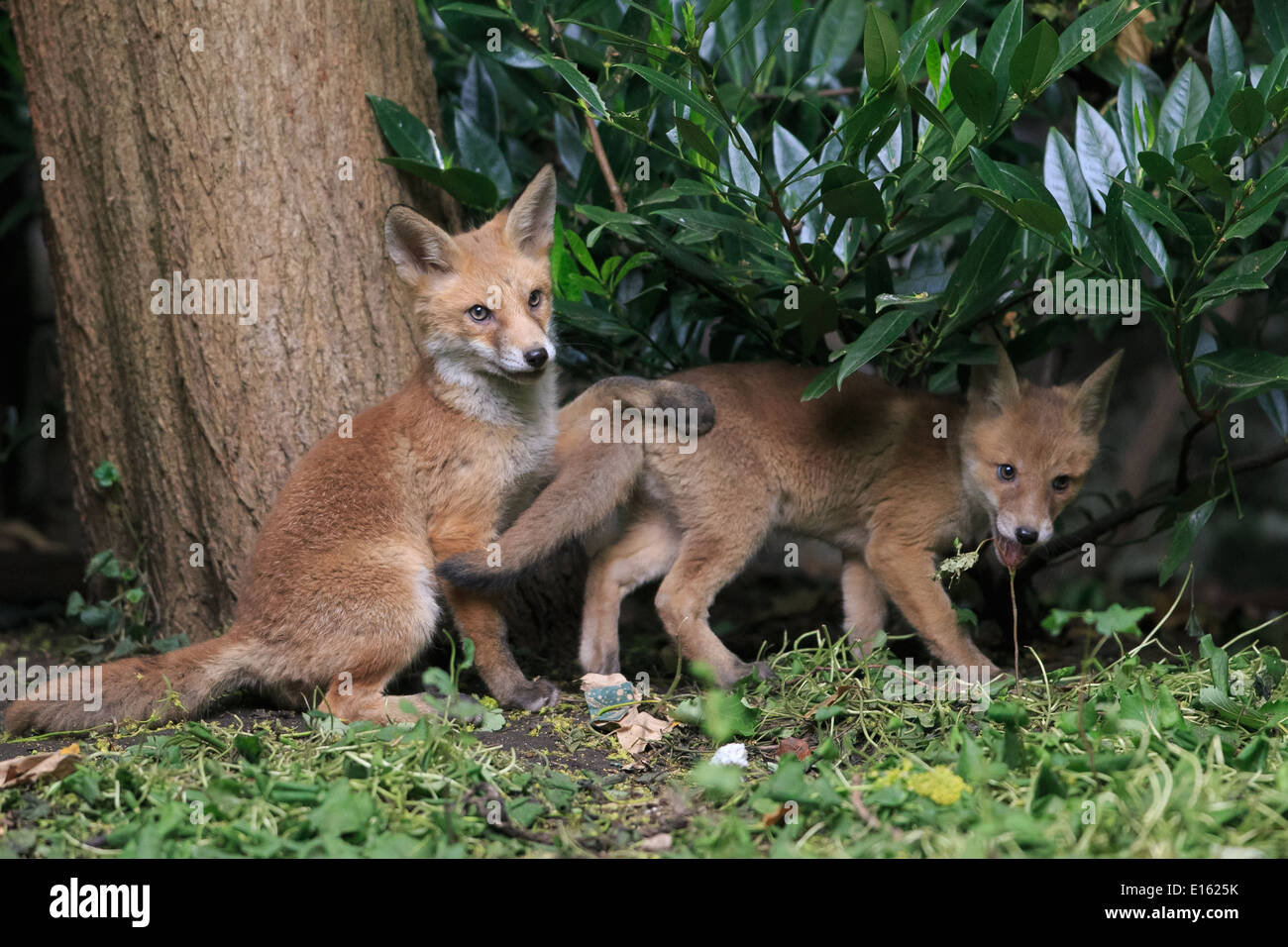 Little fox cubs playing Stock Photo