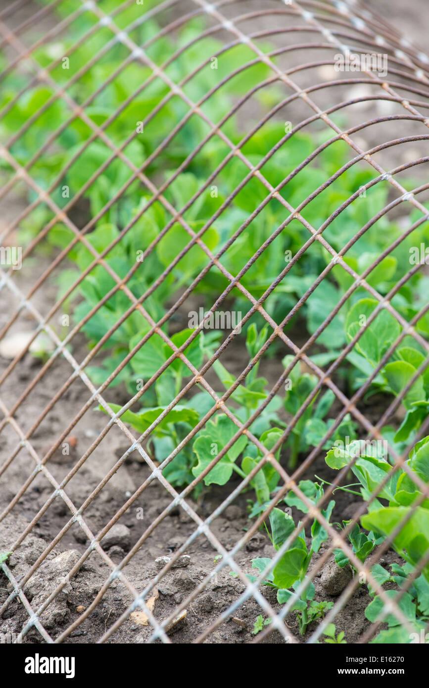 Garden peas covered with wire frame Stock Photo
