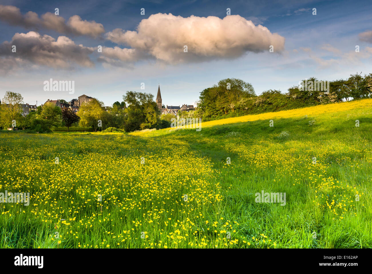 Malmesbury, Wiltshire, UK . 23rd May, 2014. The water meadow in Malmesbury, Wiltshire, as a carpet of Buttercups  light up in the evening sunshine in late May. Credit:  Terry Mathews/Alamy Live News Stock Photo