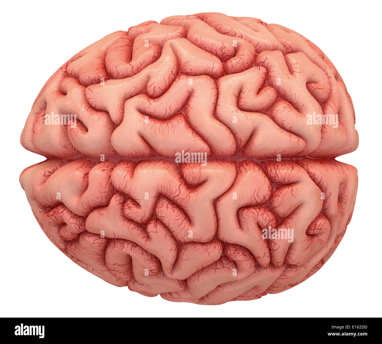 Human brain on white background with clipping path included. Stock Photo