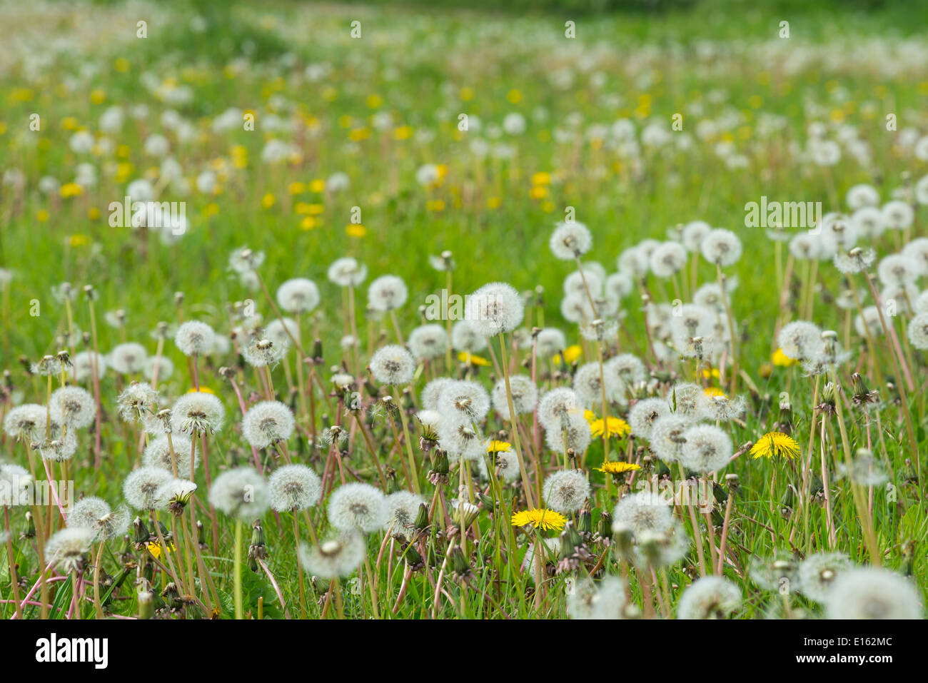 Dandelion,Taraxacum officinale, seedhead 'clocks' in early summer. Stock Photo