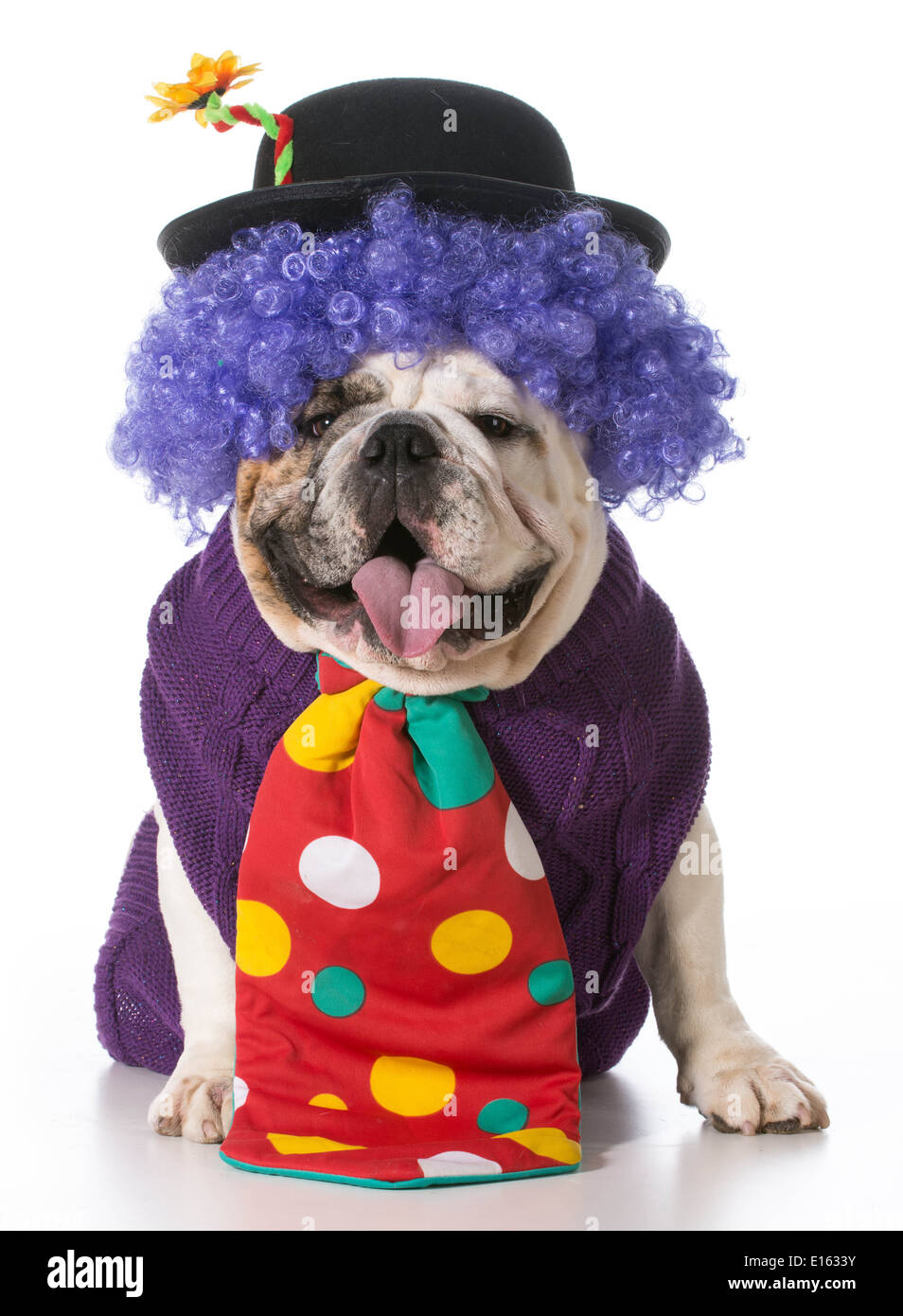 silly dog wearing clown costume on white background Stock Photo