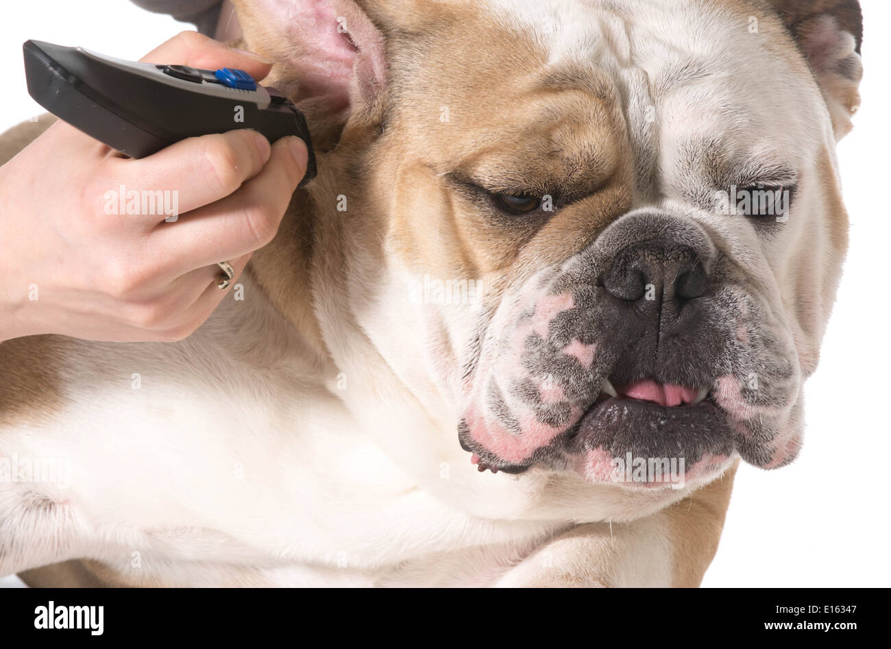 Why Do Groomers Shave American Bulldog
