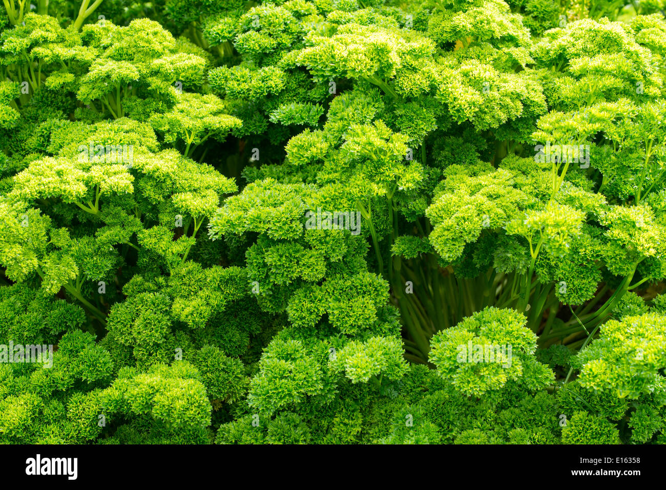 Curly parsley ready for the kitchen Stock Photo