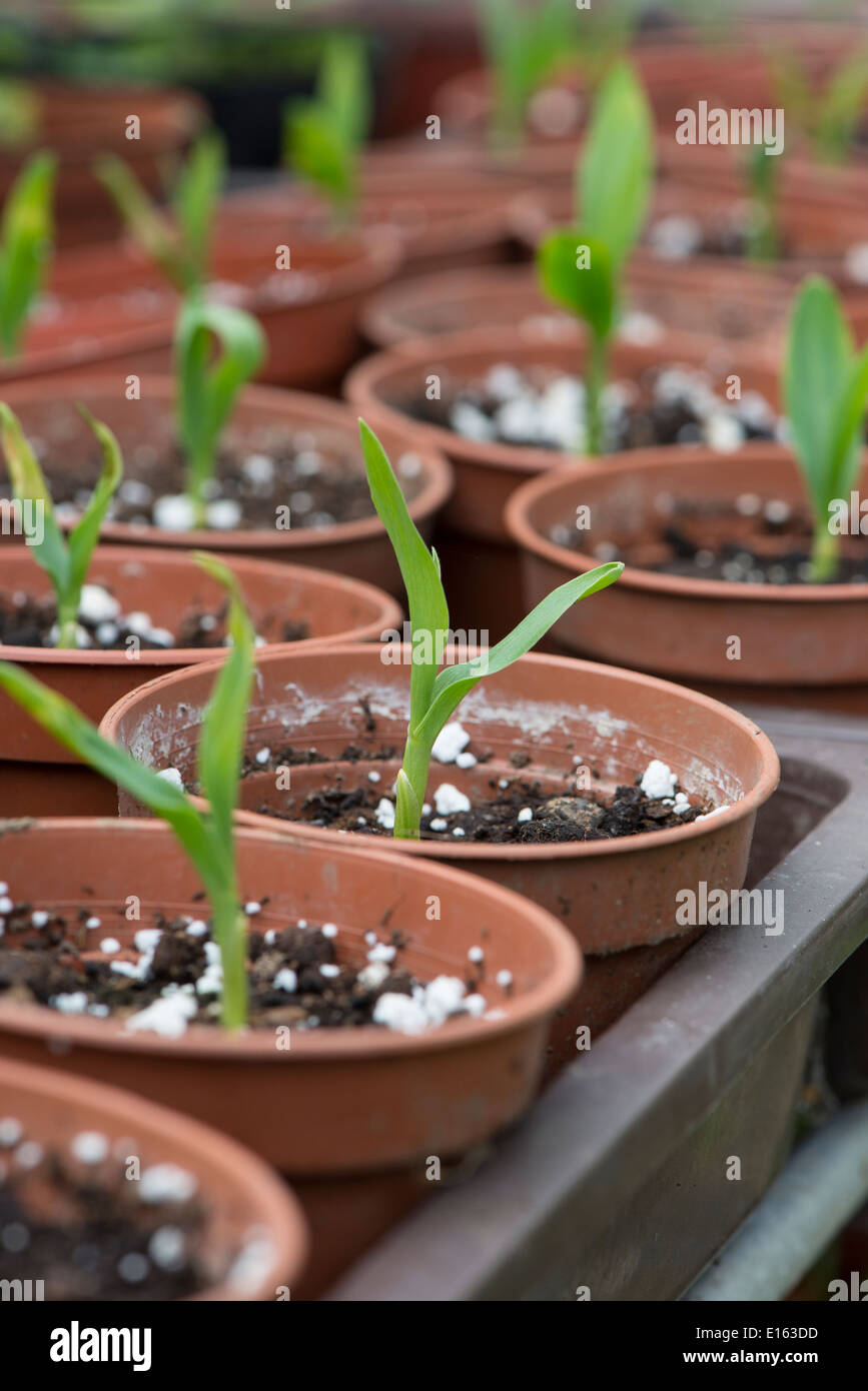 Young sweet corn plants in pots Stock Photo Alamy