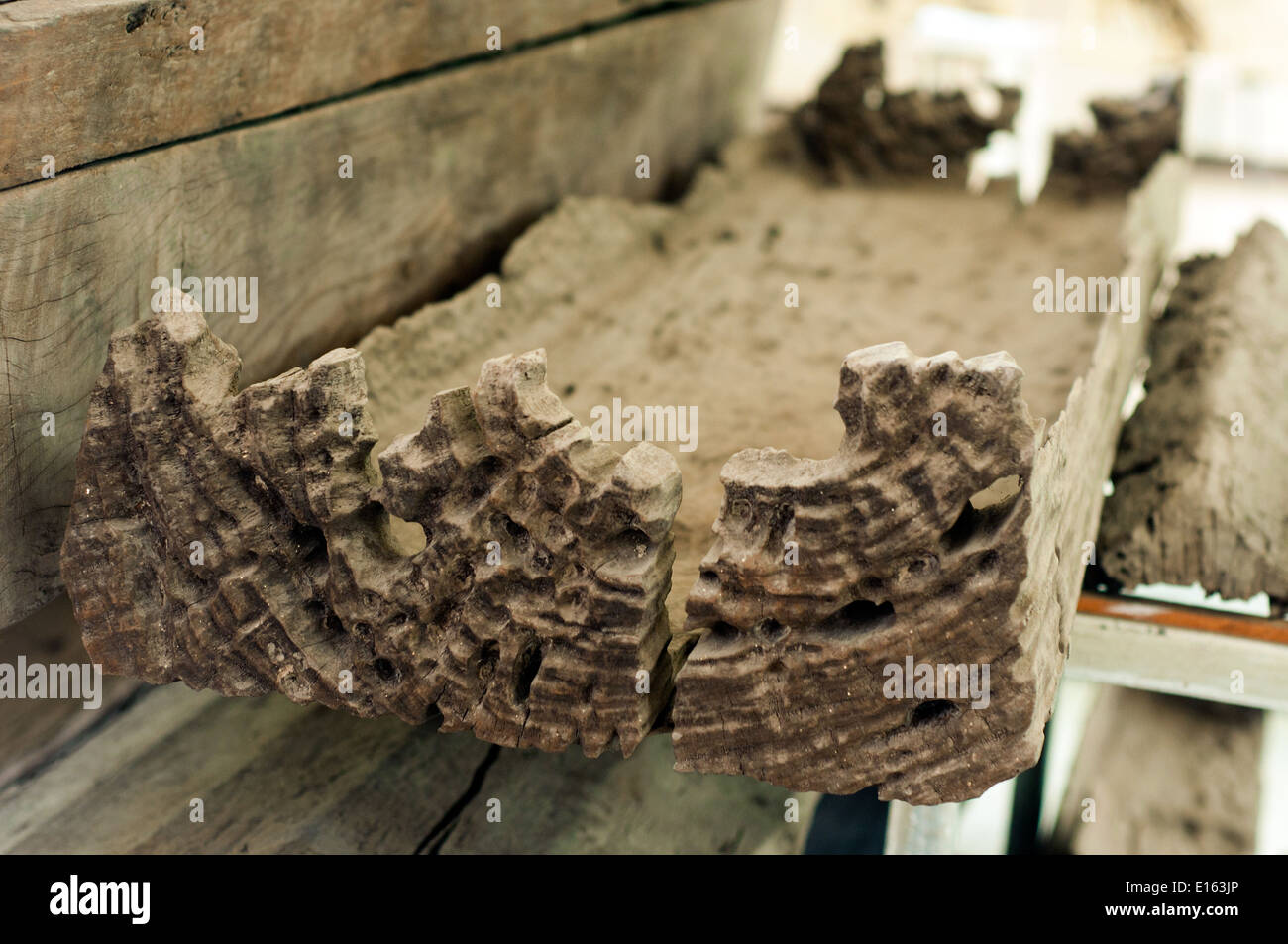 14th -15th centurey burrial coffins, Balangay Shrine Museum, Butuan, Philippines Stock Photo