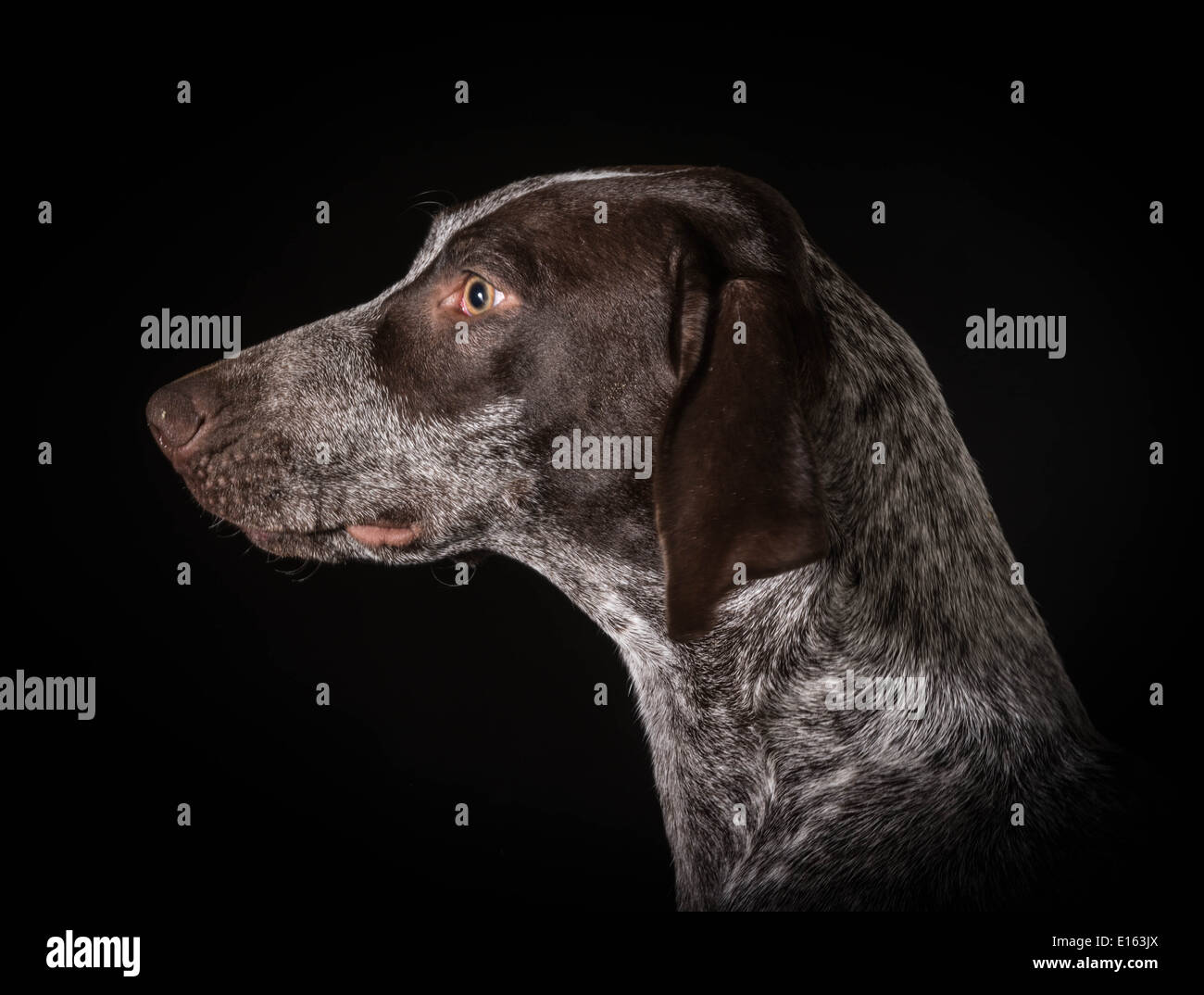 german shorthaired pointer head profile on black background Stock Photo