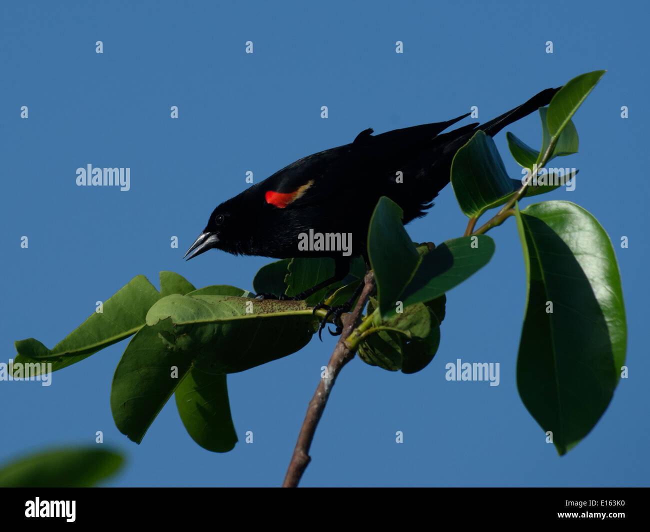 Male Red-winged Blackbird on top of a tree lunging forward Stock Photo